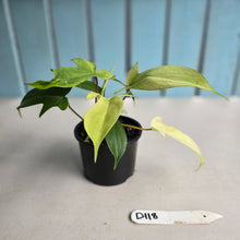 Load image into Gallery viewer, #D118 Two x Headed Philodendron Florida Ghost