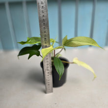 Load image into Gallery viewer, #D118 Two x Headed Philodendron Florida Ghost