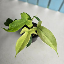 Load image into Gallery viewer, #D118 Two x Headed Philodendron Florida Ghost