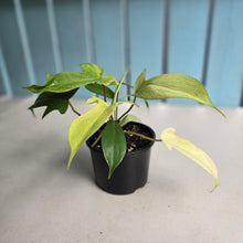 Load image into Gallery viewer, #D118 Two x Headed Philodendron Florida Ghost
