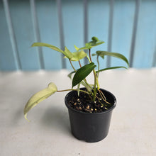 Load image into Gallery viewer, #D118 Two x Headed Philodendron Florida Ghost