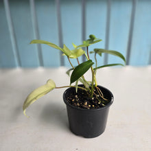 Load image into Gallery viewer, #D118 Two x Headed Philodendron Florida Ghost