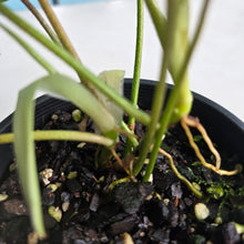 Load image into Gallery viewer, #D118 Two x Headed Philodendron Florida Ghost