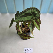 Load image into Gallery viewer, #R777 Begonia Burkillii Silver