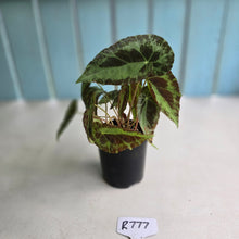 Load image into Gallery viewer, #R777 Begonia Burkillii Silver