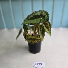 Load image into Gallery viewer, #R777 Begonia Burkillii Silver