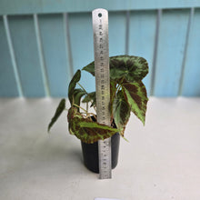 Load image into Gallery viewer, #R777 Begonia Burkillii Silver