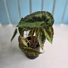 Load image into Gallery viewer, #R777 Begonia Burkillii Silver