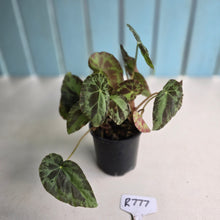 Load image into Gallery viewer, #R777 Begonia Burkillii Silver