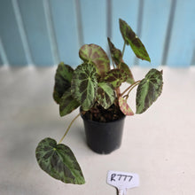 Load image into Gallery viewer, #R777 Begonia Burkillii Silver