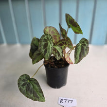 Load image into Gallery viewer, #R777 Begonia Burkillii Silver