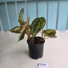 Load image into Gallery viewer, #R777 Begonia Burkillii Silver