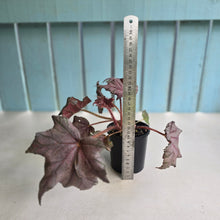 Load image into Gallery viewer, #D228 Begonia Unknown