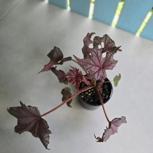 Load image into Gallery viewer, #D228 Begonia Unknown