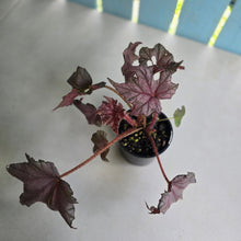 Load image into Gallery viewer, #D228 Begonia Unknown