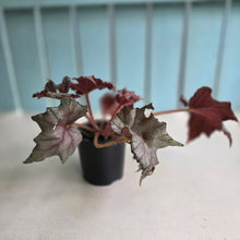 Load image into Gallery viewer, #D228 Begonia Unknown