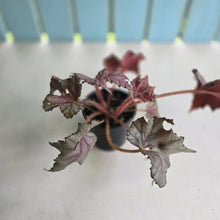 Load image into Gallery viewer, #D228 Begonia Unknown