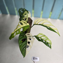 Load image into Gallery viewer, #R14 Variegated Monstera Adansonii