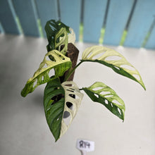 Load image into Gallery viewer, #R14 Variegated Monstera Adansonii