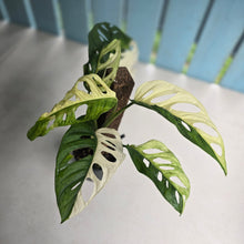 Load image into Gallery viewer, #R14 Variegated Monstera Adansonii