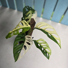 Load image into Gallery viewer, #R14 Variegated Monstera Adansonii