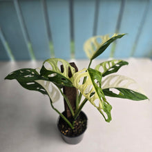 Load image into Gallery viewer, #R14 Variegated Monstera Adansonii