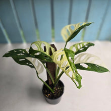 Load image into Gallery viewer, #R14 Variegated Monstera Adansonii