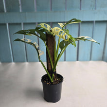 Load image into Gallery viewer, #R14 Variegated Monstera Adansonii