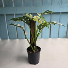 Load image into Gallery viewer, #R14 Variegated Monstera Adansonii