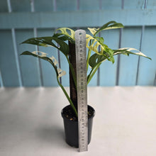 Load image into Gallery viewer, #R14 Variegated Monstera Adansonii