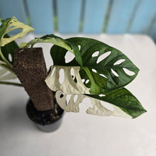 Load image into Gallery viewer, #R14 Variegated Monstera Adansonii
