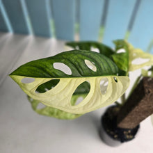 Load image into Gallery viewer, #R14 Variegated Monstera Adansonii