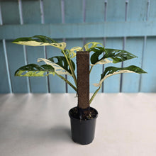 Load image into Gallery viewer, #R14 Variegated Monstera Adansonii
