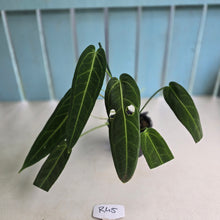 Load image into Gallery viewer, #R45 Anthurium Warocqueanum