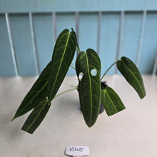 Load image into Gallery viewer, #R45 Anthurium Warocqueanum