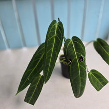 Load image into Gallery viewer, #R45 Anthurium Warocqueanum