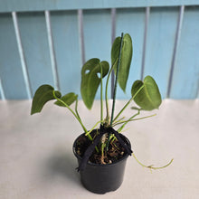 Load image into Gallery viewer, #R45 Anthurium Warocqueanum