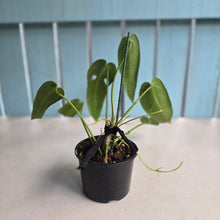 Load image into Gallery viewer, #R45 Anthurium Warocqueanum