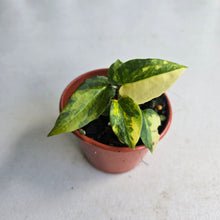 Load image into Gallery viewer, #R48 Variegated Anthurium Forgetii x