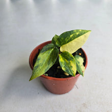 Load image into Gallery viewer, #R48 Variegated Anthurium Forgetii x