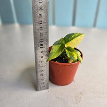 Load image into Gallery viewer, #R48 Variegated Anthurium Forgetii x