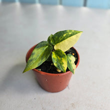 Load image into Gallery viewer, #R48 Variegated Anthurium Forgetii x