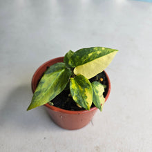 Load image into Gallery viewer, #R48 Variegated Anthurium Forgetii x