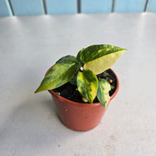 Load image into Gallery viewer, #R48 Variegated Anthurium Forgetii x