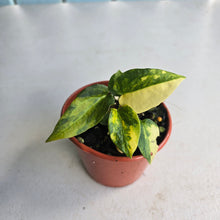 Load image into Gallery viewer, #R48 Variegated Anthurium Forgetii x