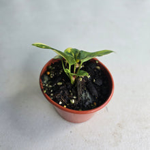 Load image into Gallery viewer, #R48 Variegated Anthurium Forgetii x