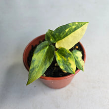 Load image into Gallery viewer, #R48 Variegated Anthurium Forgetii x