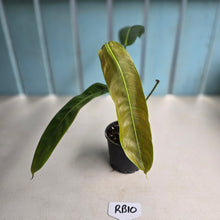 Load image into Gallery viewer, #RB10 Philodendron Patriciae