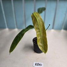 Load image into Gallery viewer, #RB10 Philodendron Patriciae