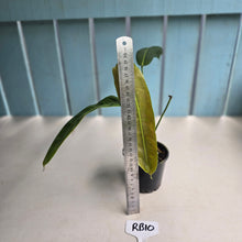 Load image into Gallery viewer, #RB10 Philodendron Patriciae